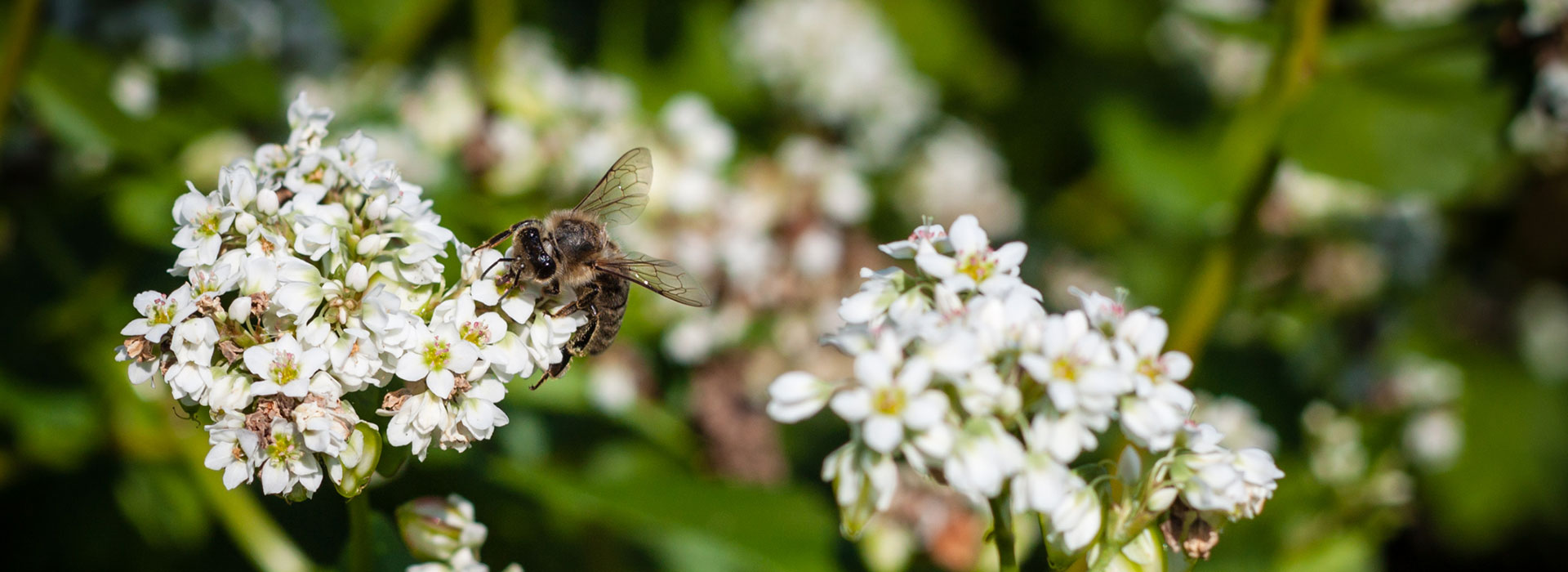 Biene sammelt Nahrung auf Buchweizenblüte