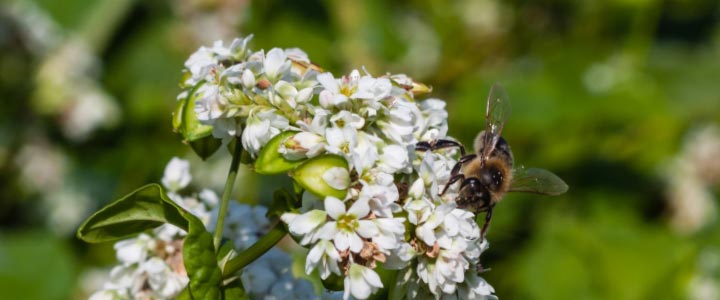 BUCHWEIZEN - Der Biene zuliebe -