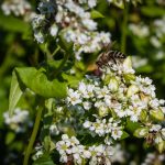 Biene auf Buchweizen - Landwirt Kastenberger - Der Biene zuliebe