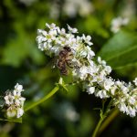 Biene auf Buchweizen - Landwirt Kastenberger - Der Biene zuliebe