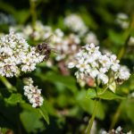 Biene auf Buchweizen - Landwirt Kastenberger - Der Biene zuliebe