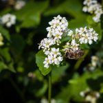 Biene auf Buchweizen - Landwirt Kastenberger - Der Biene zuliebe