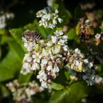 Biene auf Buchweizen - Landwirt Kastenberger - Der Biene zuliebe