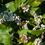 Biene auf Buchweizen - Landwirt Kastenberger - Der Biene zuliebe