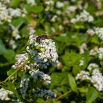 Biene auf Buchweizen - Landwirt Kastenberger - Der Biene zuliebe