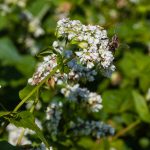 Biene auf Buchweizen - Landwirt Kastenberger - Der Biene zuliebe