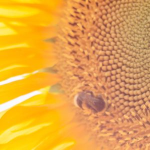 Bienenweide - Landwirt Kastenberger - Der Biene zuliebe
