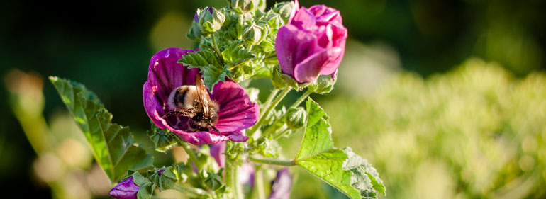 Bienenweide - Landwirt Kastenberger - Der Biene zuliebe