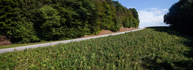 Bienenweide - Landwirt Kastenberger - Der Biene zuliebe