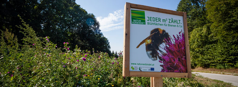 Bienenweide - Landwirt Kastenberger - Der Biene zuliebe