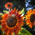Bienenweide - Landwirt Kastenberger - Der Biene zuliebe