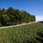 Bienenweide - Landwirt Kastenberger - Der Biene zuliebe