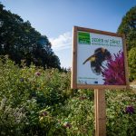 Bienenweide - Landwirt Kastenberger - Der Biene zuliebe