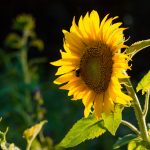 Bienenweide - Landwirt Kastenberger - Der Biene zuliebe