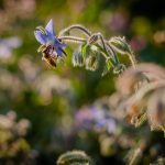 Bienenweide - Landwirt Kastenberger - Der Biene zuliebe