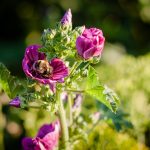 Bienenweide - Landwirt Kastenberger - Der Biene zuliebe