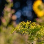 Bienenweide - Landwirt Kastenberger - Der Biene zuliebe