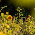 Bienenweide - Landwirt Kastenberger - Der Biene zuliebe