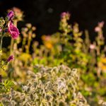 Bienenweide - Landwirt Kastenberger - Der Biene zuliebe