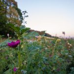 Bienenweide - Landwirt Kastenberger - Der Biene zuliebe