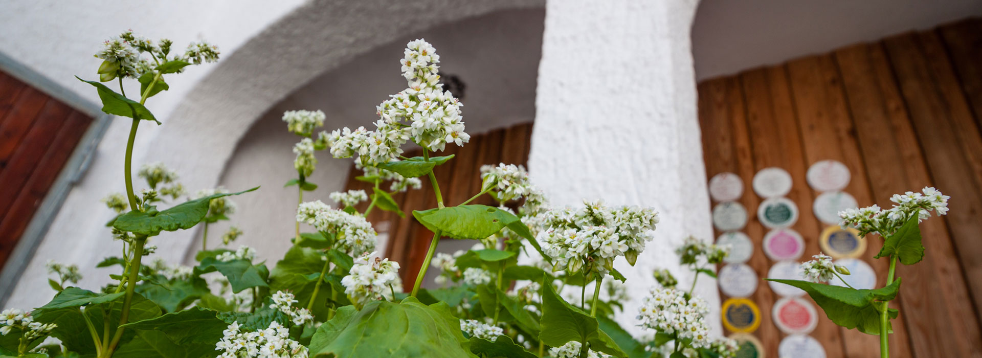 Buchweizen als Kübelpflanze - Der Biene zuliebe - Landwirt Kastenberger