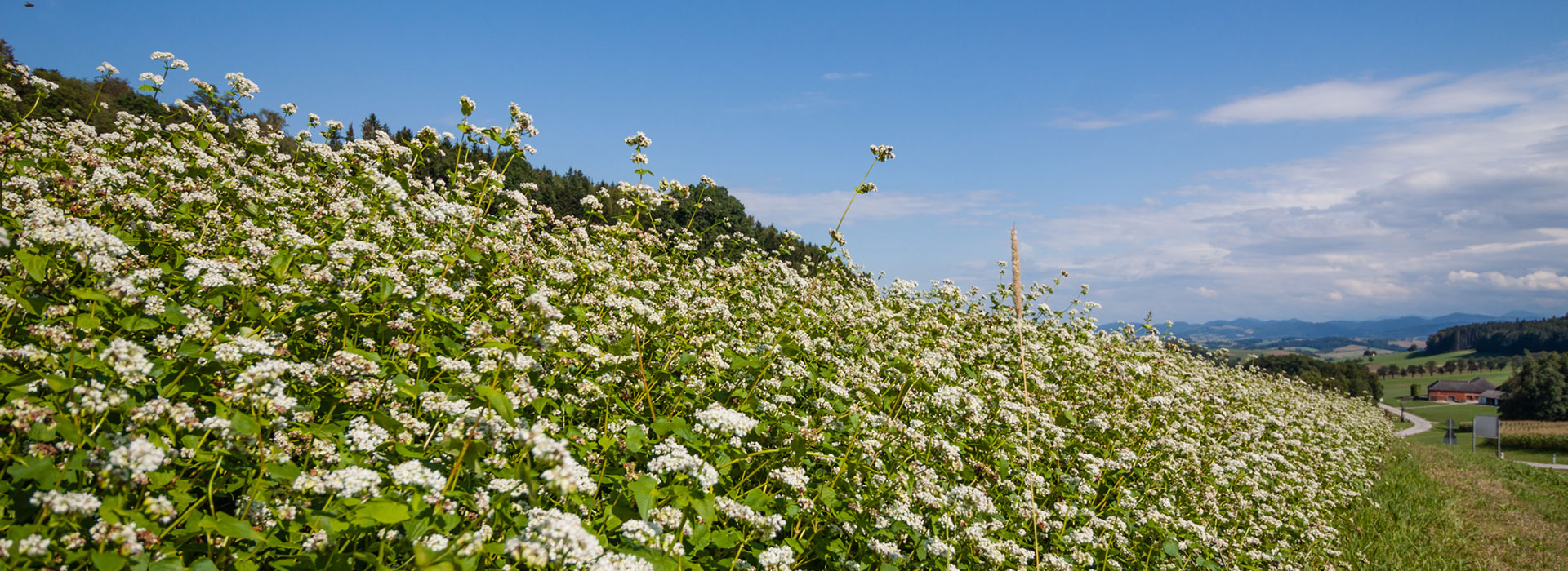 Buchweizenfeld - Der Biene zuliebe - Landwirt Kastenberger