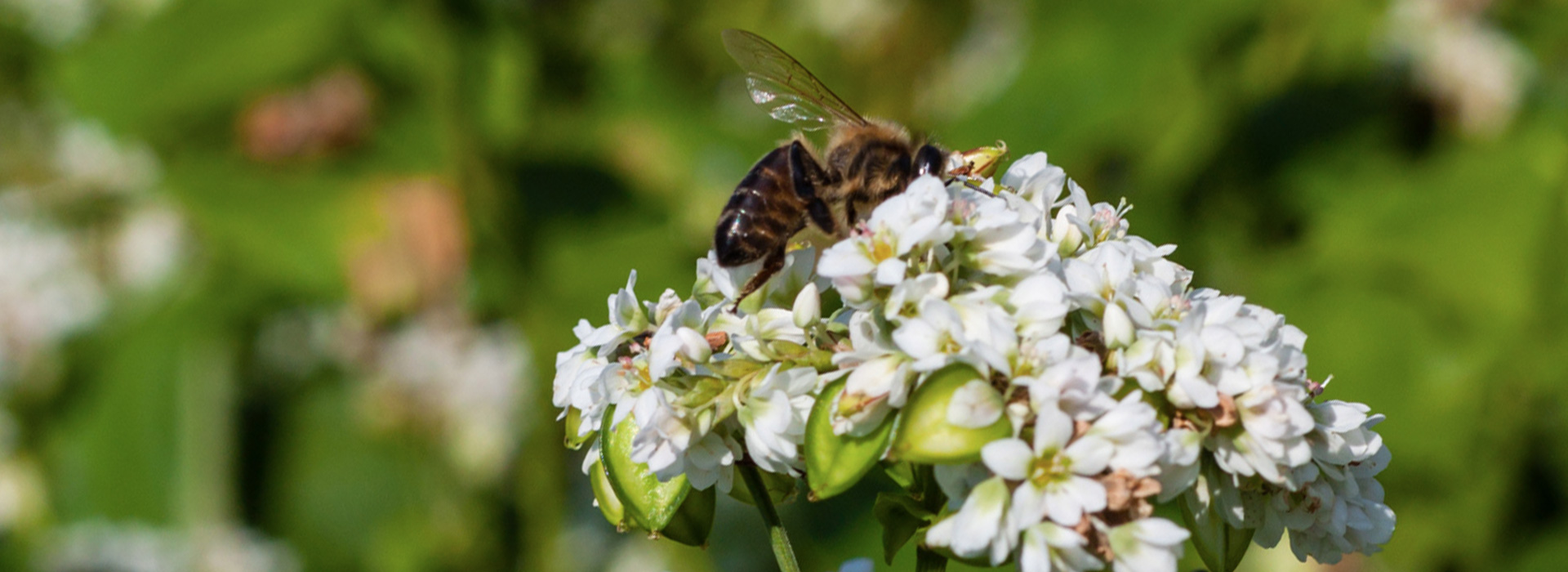 Buchweizen - Der Biene zuliebe