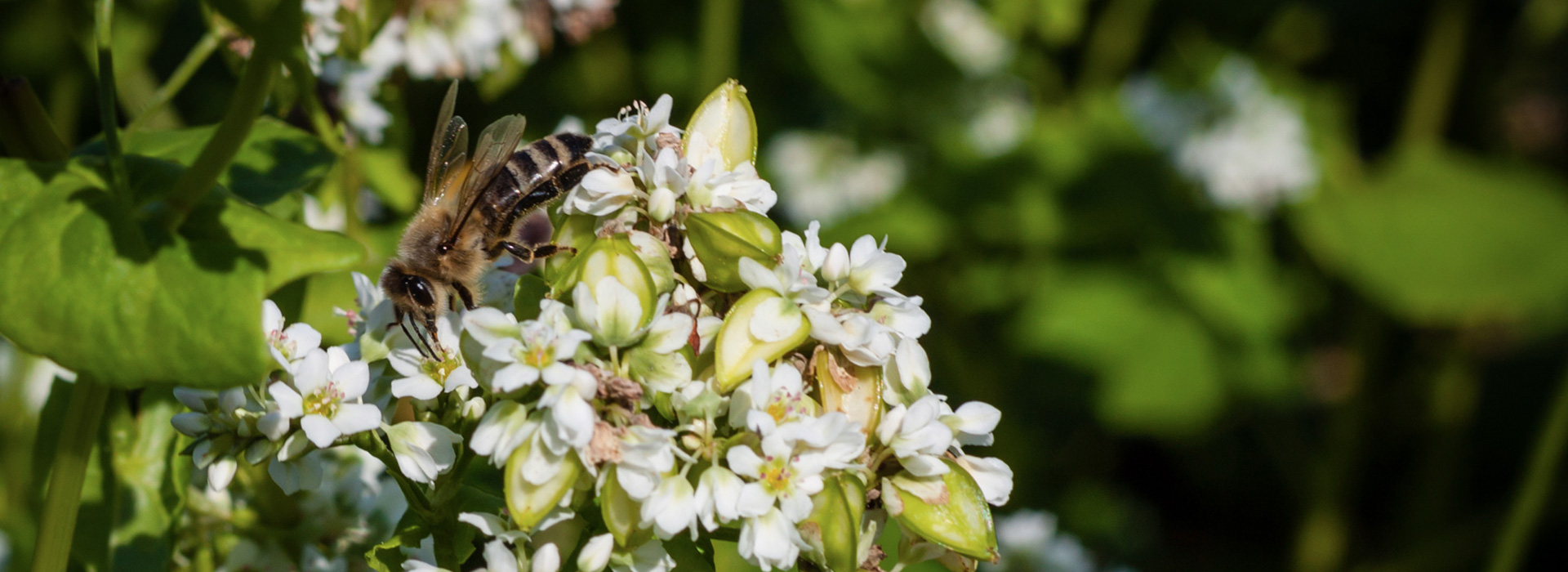 Buchweizen - Der Biene zuliebe