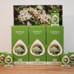 3 Überkartons mit 3x42 Packungen Buchweizen Saatgut - Premium Partner