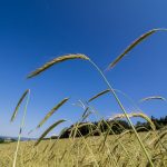 Waldstaudekorn | Dem Boden zugute | Landwirt Kastenberger