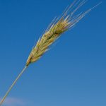 Waldstaudekorn | Dem Boden zugute | Landwirt Kastenberger