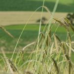 Waldstaudekorn | Dem Boden zugute | Landwirt Kastenberger