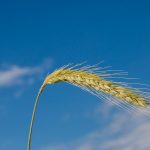 Waldstaudekorn | Dem Boden zugute | Landwirt Kastenberger