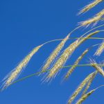 Waldstaudekorn | Dem Boden zugute | Landwirt Kastenberger