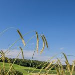 Waldstaudekorn | Dem Boden zugute | Landwirt Kastenberger