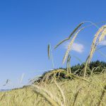 Waldstaudekorn | Dem Boden zugute | Landwirt Kastenberger