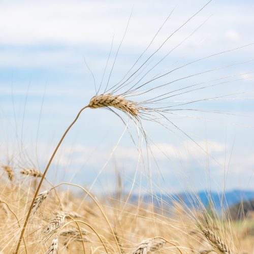 Urmut Feld (auch bekannt als Kamut oder Khorasanweizen) - Landwirt Kastenberger