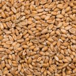 Bio Laufener Landweizen KORN - Der Biene zuliebe