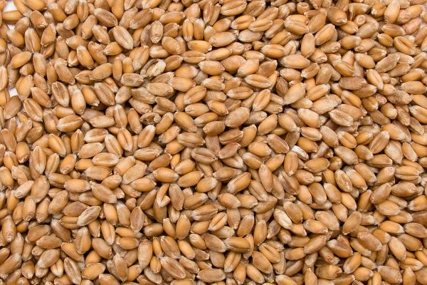 Bio Laufener Landweizen KORN - Der Biene zuliebe