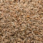 Bio Waldstaudenkorn KORN - Der Biene zuliebe