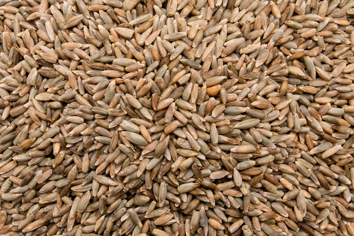 Bio Waldstaudenkorn KORN - Der Biene zuliebe